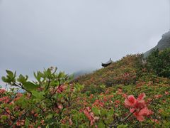 -大围山国家森林公园