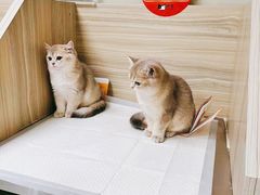 -纳吉亚猫专科动物医院(康都外科中心)
