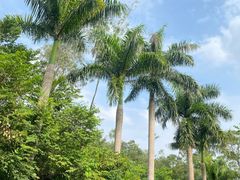 -深圳仙湖植物园