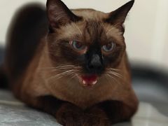 -芭比堂动物医院·CT·微创中心(新顺分院)