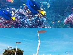 -新加坡海洋生态馆