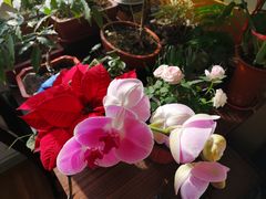 -龙大花卉苗木市场