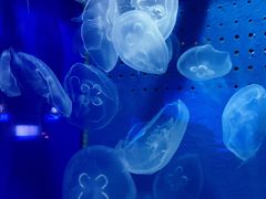 -厦门海底世界