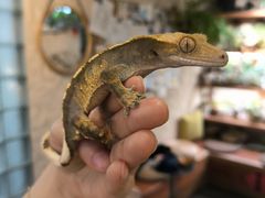 -吉丁鸟咖·异宠·寄养