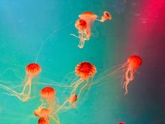 -芜湖新华联大白鲸海洋公园