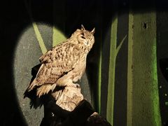 -广州长隆飞鸟乐园
