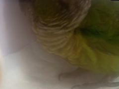 -瑞派·关忠动物医院·异宠专科·犬猫肿瘤·皮肤专科(望京店)