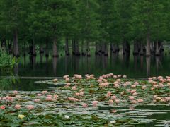 -白鹭湾湿地公园