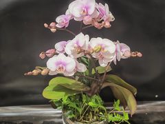 -双季花艺园艺市场(浦东店)