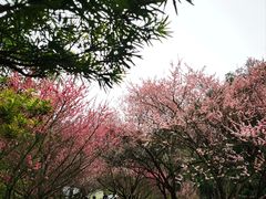 -南山植物园
