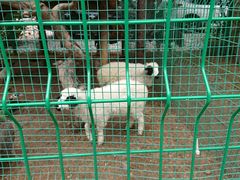 -大鹅岛绿色生态美食园