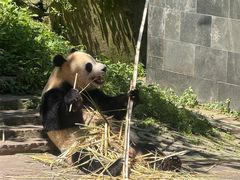 -中国大熊猫保护研究中心雅安碧峰峡基地