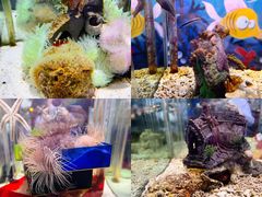 -太平洋海底世界