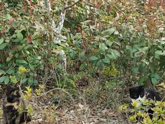 -昆山城市生态森林公园