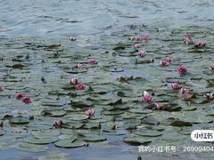 -洛龙公园