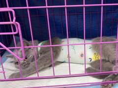 -小伙伴宠物医院•急重症转诊中心·老年专科·犬猫全科(北大街总院)