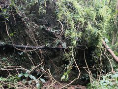 -莫里热带雨林景区
