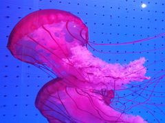 -厦门海底世界