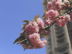 -新虹桥中心花园