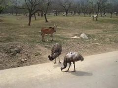 -西安秦岭野生动物园