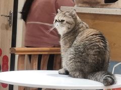 -滚猫咖啡·猫咖·猫友好撸猫(未来城店)