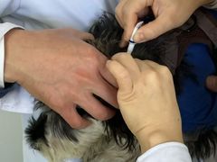 -美联众合动物医院·24h转诊中心