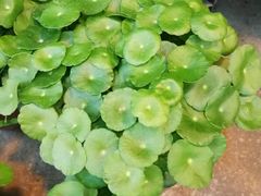 -双季花艺园艺市场(浦东店)