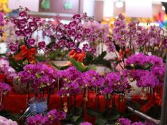 -越秀西湖花市(广州城市广场花卉店)