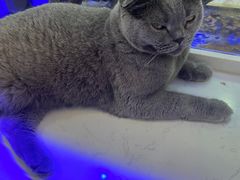 -喵园·猫主题咖啡厅·撸猫·猫咖(国贸店)