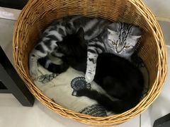 -鼓捣猫呢主题猫咖店