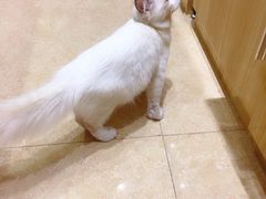 -集宠猫柠宠物生活馆