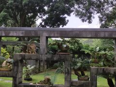 -深圳仙湖植物园