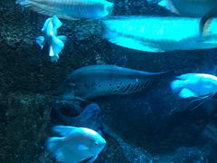 -太平洋海底世界