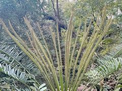 -深圳仙湖植物园