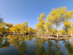 -金塔沙漠胡杨林景区