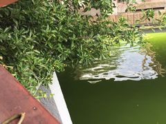-豫园湖心亭茶楼