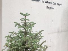 -COTTON CAFE(德信·中外公寓店)