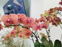 -联合丽格·张菡丽格医疗美容