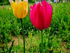 -北京国际鲜花港