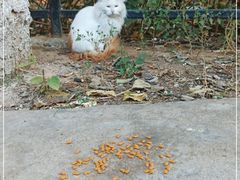 -北京大学燕东园