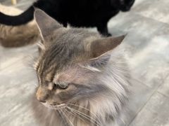 -楼上猫咖(罗湖店)