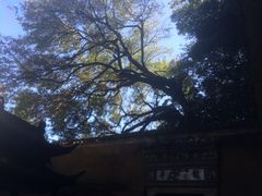 -普陀山慧济禅寺