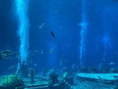 -亚特兰蒂斯•OSSIANO奥西亚诺海底餐厅