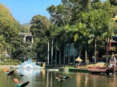 -西双版纳原始森林公园