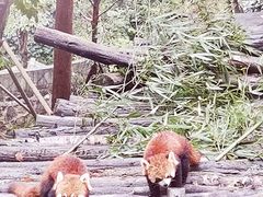 -都江堰中华大熊猫苑