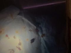 -小仙女采耳·按摩·SPA(深圳旗舰店)