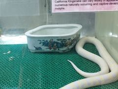 -上海大自然野生昆虫馆(东方明珠·爬宠昆虫探索中心)