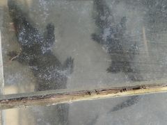 -三水森林公园