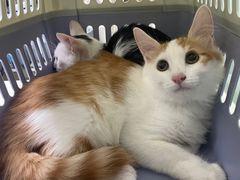 -宠物星动物医院·眼科·异宠·猫科(江南大道总院)