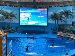 -海合安成都极地海洋公园